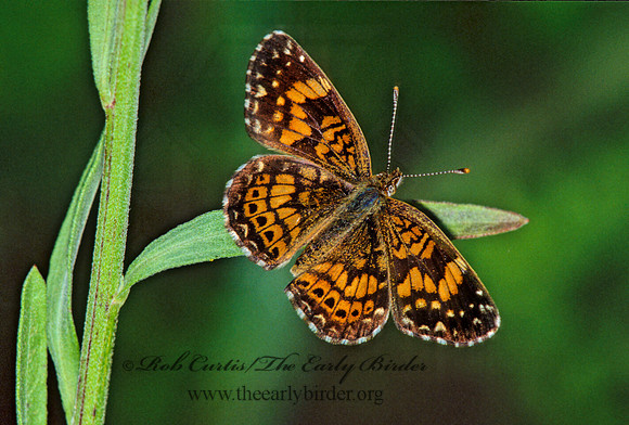 Chlosyne nycteis  SILVERY CHECKERSPOT 42227