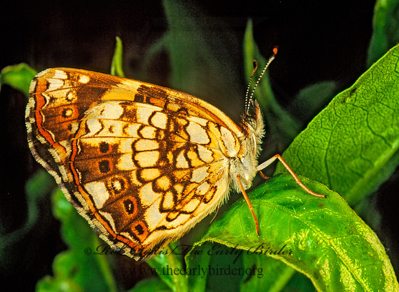 Chlosyne nycteis  SILVERY CHECKERSPOT 170125