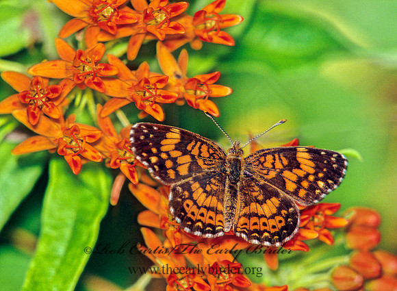 Chlosyne nycteis  SILVERY CHECKERSPOT 42228