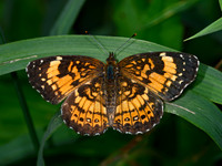 Chlosyne nycteis  SILVERY CHECKERSPOT 3021325