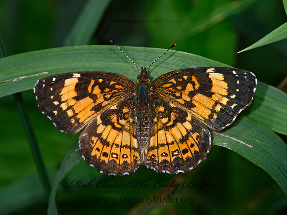 Chlosyne nycteis  SILVERY CHECKERSPOT 3021325