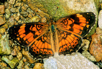 Chlosyne nycteis SILVERY CHECKERSPOT 1285025