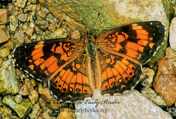 Chlosyne nycteis  SILVERY CHECKERSPOT 1285025
