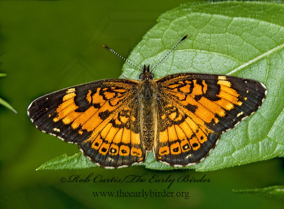 Chlosyne nycteis  SILVERY CHECKERSPOT 6007170
