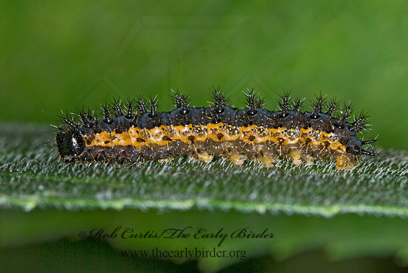 Chlosyne nycteis  SILVERY CHECKERSPOT 6010551