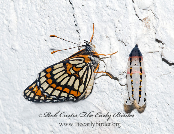 Chlosyne theona - Theona Checkerspot 6023190