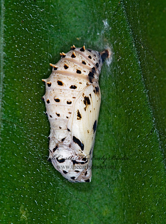 Chlosyne nycteis  Silvery Checkerspot 6011884