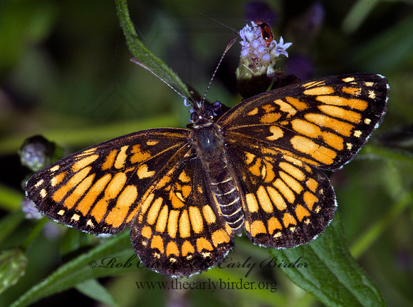 Chlosyne theona - Theona Checkerspot 6023464