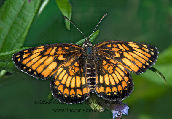 Chlosyne theona - Theona Checkerspot 6023465