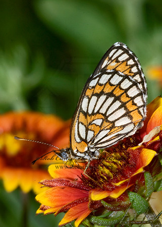 Chlosyne theona - Theona Checkerspot 6023538