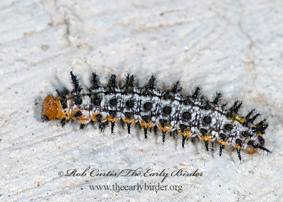 Chlosyne theona - Theona Checkerspot 6024217~
