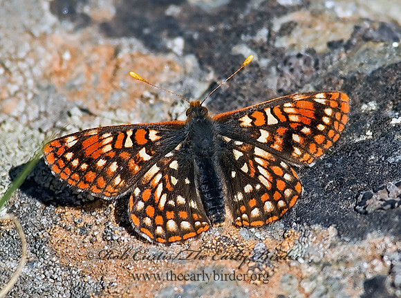 Euphydryas anicia - Anicia Checkerspot 6027307