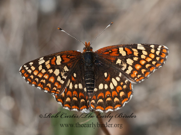Euphydryas chalcedona  VARIABLE CHECKERSPOT 8036856