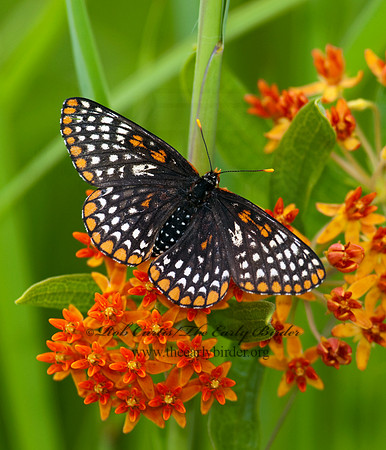 Euphydryas phaeton - Baltimore Checkerspot 3002715