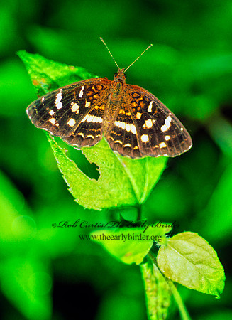 Phyciodes friscia tulcis - Tulcis Crescent 68737