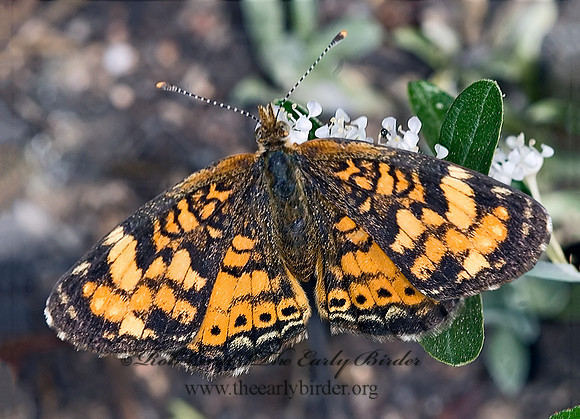 Phyciodes cocyta selenis - Northern Crescent 7010310