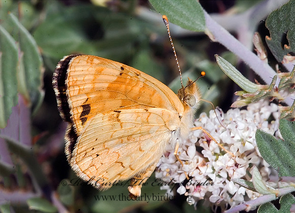Phyciodes mylitta thebais - Mylitta Crescent 7009792