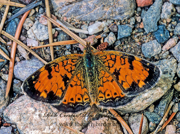 Phyciodes cocyta - Northern Crescent 177911 M