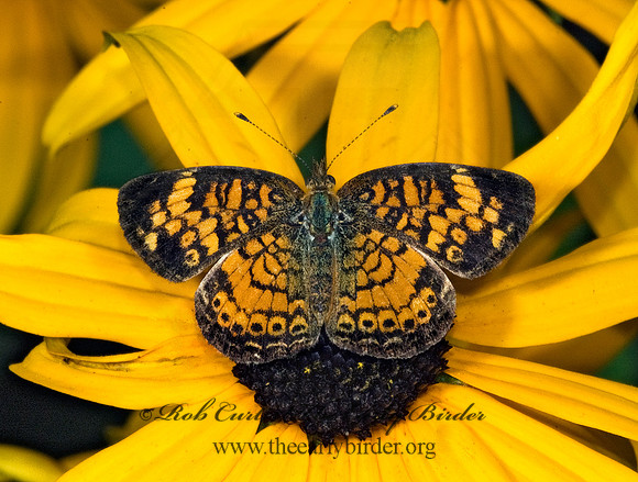 Phyciodes tharos   PEARL CRESCENT 5012470 F