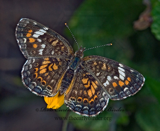 Phyciodes phaon - Phaon Crescent 7005619