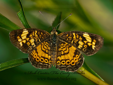 Phyciodes tharos   PEARL CRESCENT 3003134