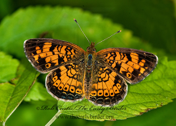 Phyciodes tharos   PEARL CRESCENT 6015030 M