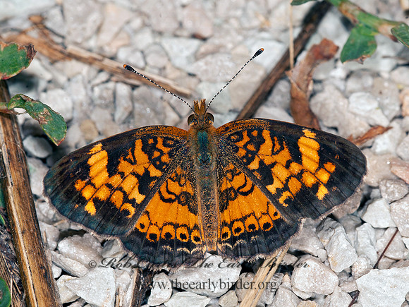 Phyciodes tharos   PEARL CRESCENT 8015929