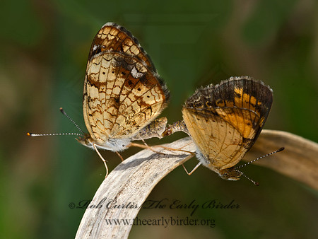 Phyciodes tharos   PEARL CRESCENT 9041539