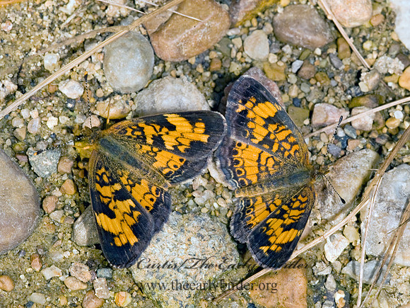 Phyciodes tharos   PEARL CRESCENT 8017409