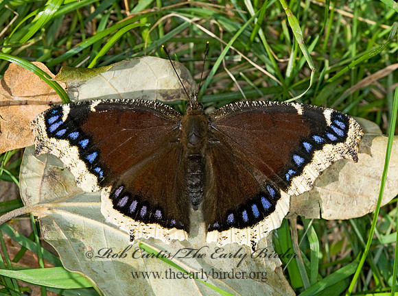 Nymphalis antiopa - Mourning Cloak 6016724