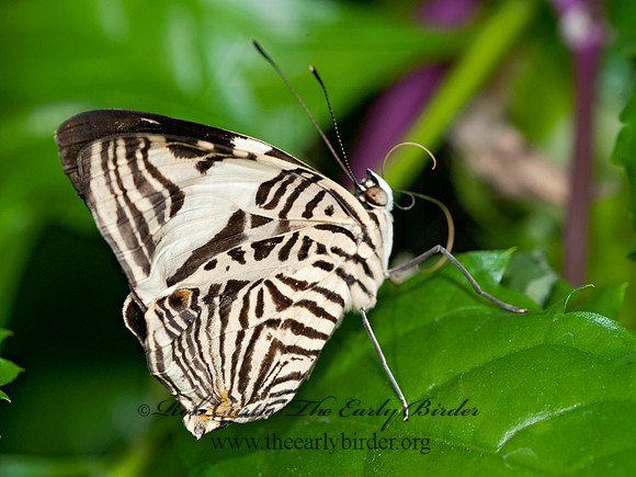 Colobura dirce - Mosaic Butterfly 8009679