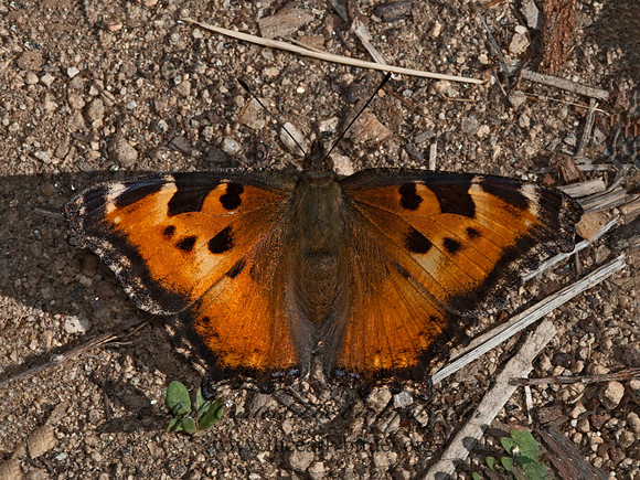 Nymphalis californica  CALIFORNIA TORTOISESHELL 8036902