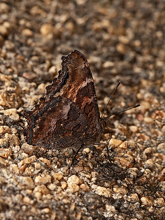 Nymphalis californica  CALIFORNIA TORTOISESHELL 8036914