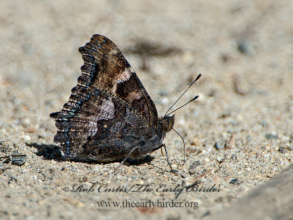 Nymphalis californica  CALIFORNIA TORTOISESHELL 9058798