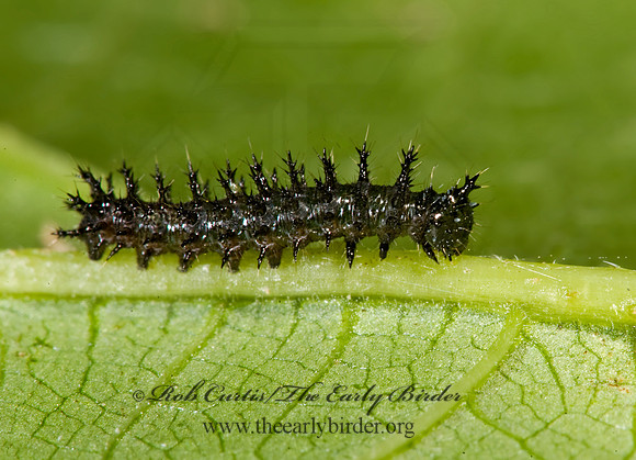 Polygonia 8007919