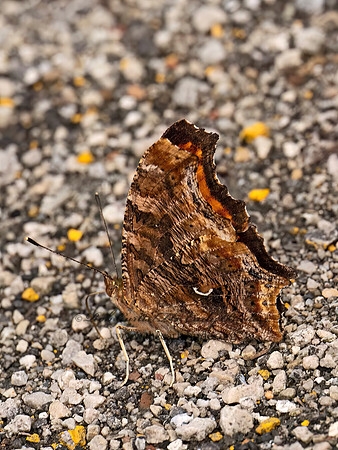 Polygonia comma  COMMA 9079226z