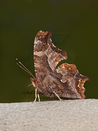 Polygonia comma  EASTERN COMMA 3014840