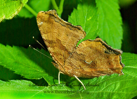 Polygonia comma  EASTERN COMMA 4002114