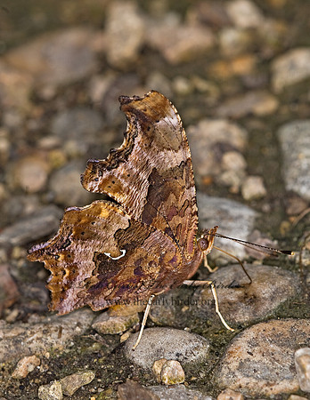 Polygonia comma  EASTERN COMMA 6010973