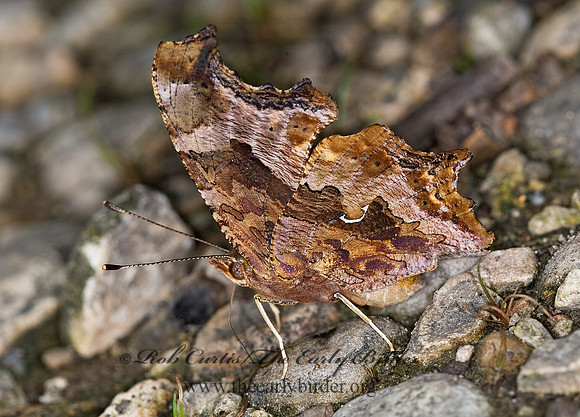 Polygonia comma  EASTERN COMMA 6010976