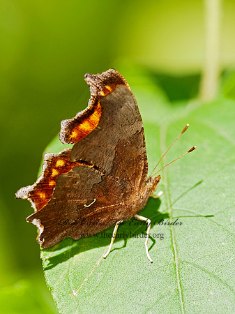 Polygonia comma  EASTERN COMMA 8026928