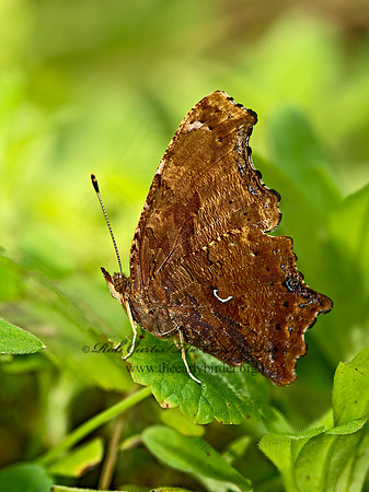 Polygonia comma  EASTERN COMMA 9013776