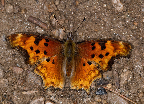 Polygonia gracilis - Hoary Comma 7011001