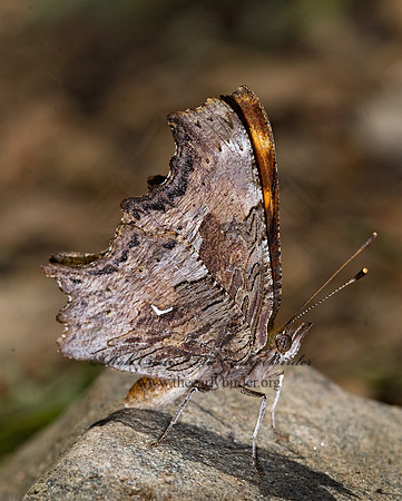 Polygonia gracilis - Hoary Comma 7011006