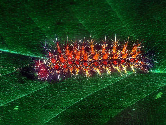 Polygonia interrogationis  QUESTION MARK 1275317