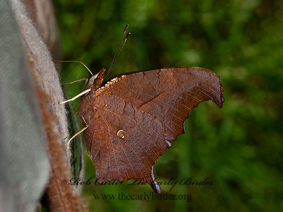 Polygonia interrogationis  QUESTION MARK 1305631