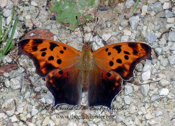 Polygonia interrogationis  QUESTION MARK 4002852