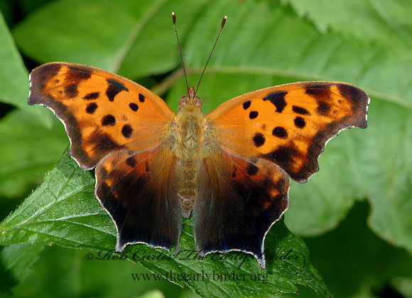 Polygonia interrogationis  QUESTION MARK 4002857