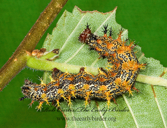 Polygonia interrogationis  QUESTION MARK 5013997