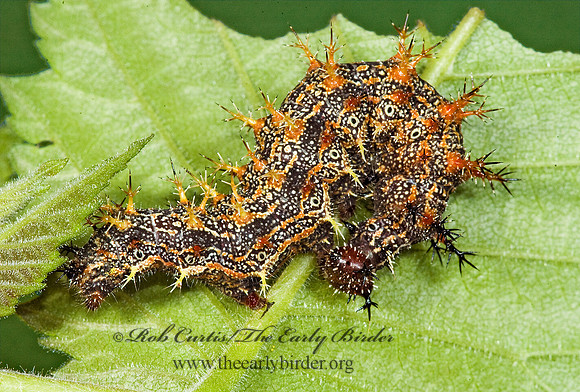 Polygonia interrogationis  QUESTION MARK 5014002